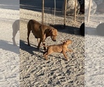 Small Photo #22 Rhodesian Ridgeback Puppy For Sale in MORONGO VALLEY, CA, USA