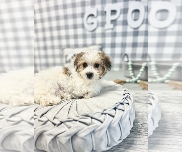 Medium Photo #1 Havachon Puppy For Sale in MARIETTA, GA, USA