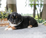 Small #1 Miniature American Shepherd