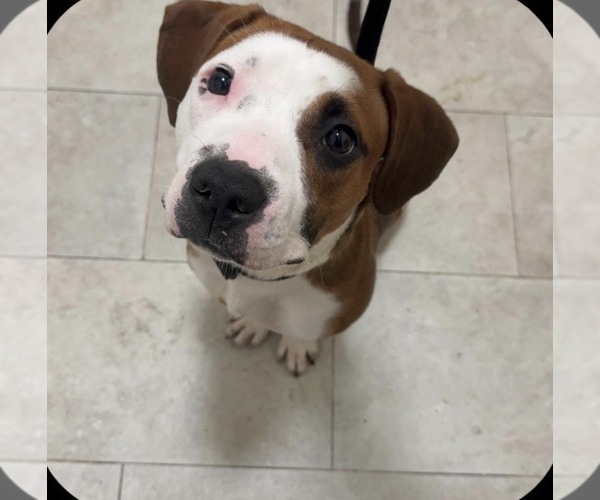 Medium Photo #1 American Staffordshire Terrier Puppy For Sale in BROOKLYN, NY, USA