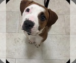 Small Photo #1 American Staffordshire Terrier Puppy For Sale in BROOKLYN, NY, USA