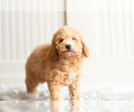 Small #6 Poodle (Toy)