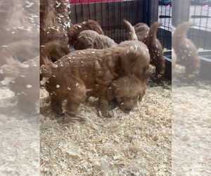 Goldendoodle (Miniature) Puppy for sale in DIAMOND, CA, USA
