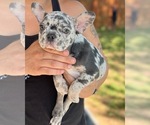 Small Photo #6 French Bulldog Puppy For Sale in PEARLAND, TX, USA