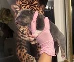 Puppy Puppy 4 Cleo American Bully