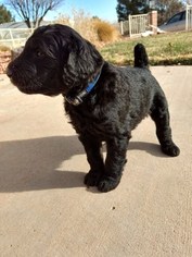 Airedoodle Puppy for sale in SAINT GEORGE, UT, USA