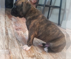 Boxer Puppy for Sale in MITCHELL, Indiana USA