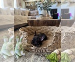 Small Photo #32 French Bulldog Puppy For Sale in BONNEAU, SC, USA