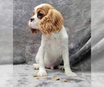 Small #5 Cavalier King Charles Spaniel