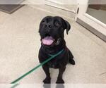 Small Mastiff