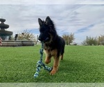 Small #29 German Shepherd Dog