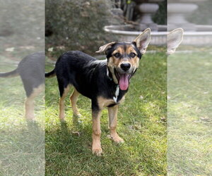 Rottweiler Dogs for adoption in MIDWAY, UT, USA