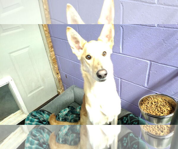 Medium Photo #19 Collie-German Shepherd Dog Mix Puppy For Sale in Sebec, ME, USA
