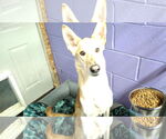 Small #18 Collie-German Shepherd Dog Mix