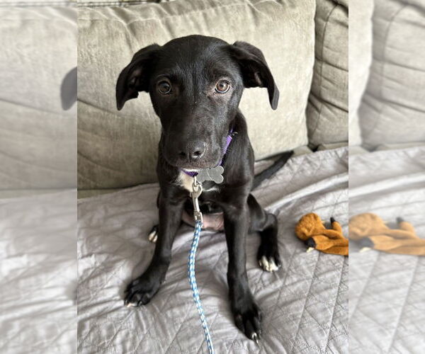 Medium Photo #3 Labrador Retriever-Unknown Mix Puppy For Sale in Boston, MA, USA