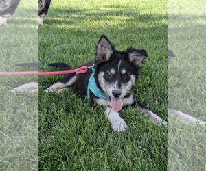 Huskies -Unknown Mix Dogs for adoption in Sandy, UT, USA