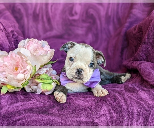 Medium Photo #6 Boston Terrier Puppy For Sale in EPHRATA, PA, USA