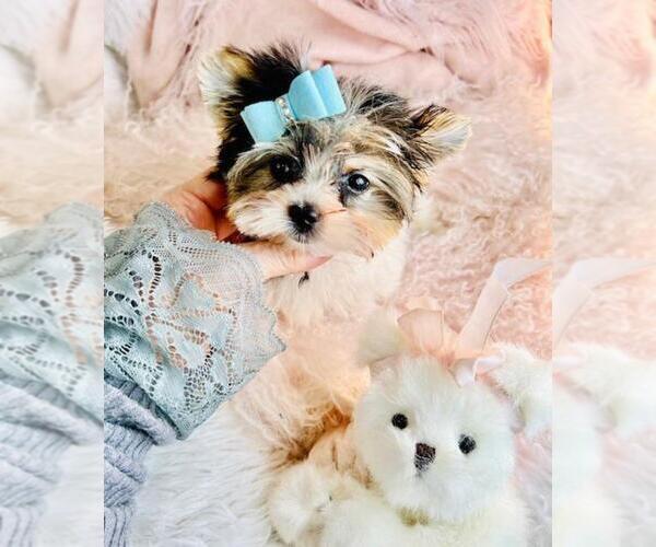 Medium Photo #4 Biewer Terrier Puppy For Sale in JACKSONVILLE, FL, USA