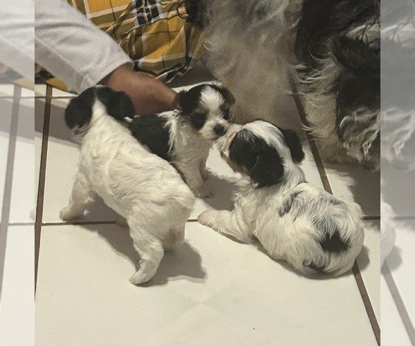 Medium Photo #6 Yorkshire Terrier Puppy For Sale in BRIDGETON, NJ, USA