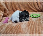 Small #1 Schnauzer (Miniature)