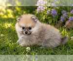 Small Photo #8 Pomeranian Puppy For Sale in CLARE, MI, USA