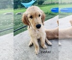 Puppy Cedar Golden Retriever