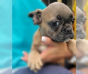 French Bulldog Puppy for sale in TAMPA, FL, USA
