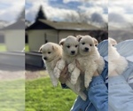 Small Photo #21 Miniature American Eskimo Puppy For Sale in OREGON CITY, OR, USA