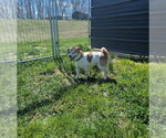 Small #2 Jack Russell Terrier