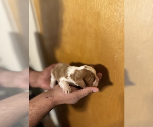 Medium Photo #3 Cavalier King Charles Spaniel Puppy For Sale in ALBUQUERQUE, NM, USA