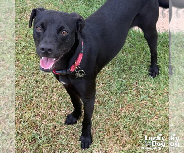 Medium Photo #1 Labrador Retriever-Unknown Mix Puppy For Sale in Washington, DC, USA