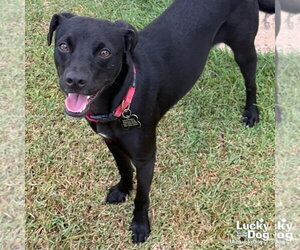 Labrador Retriever-Unknown Mix Dogs for adoption in Washington, DC, USA