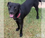 Small Labrador Retriever Mix
