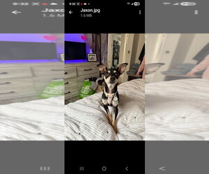 Chihuahua-Unknown Mix Dogs for adoption in New York, NY, USA