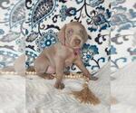 Small #1 Weimaraner