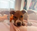 Small #1 American Pit Bull Terrier Mix