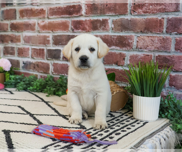 Medium Photo #12 Labrador Retriever Puppy For Sale in SYRACUSE, IN, USA