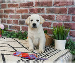 Small #11 Labrador Retriever