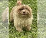 Small #3 Havanese