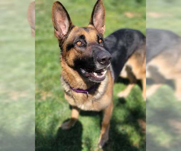 Medium Photo #5 German Shepherd Dog-Unknown Mix Puppy For Sale in Elk Grove, CA, USA