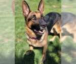 Small #4 German Shepherd Dog Mix