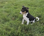Small #2 Rat Terrier