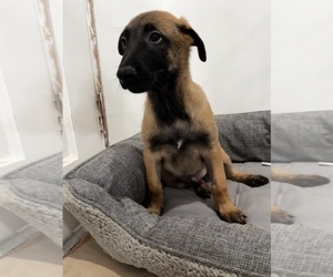 Belgian Malinois Puppy for Sale in REDWOOD CITY, California USA