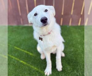 Labrenees Dogs for adoption in San Diego, CA, USA