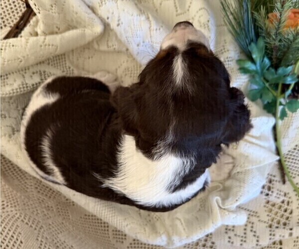 Medium Photo #6 English Springer Spaniel Puppy For Sale in OWEN, WI, USA