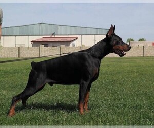 Father of the Doberman Pinscher puppies born on 09/17/2019