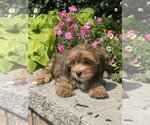 Small #6 Lhasa Apso-Poodle (Toy) Mix