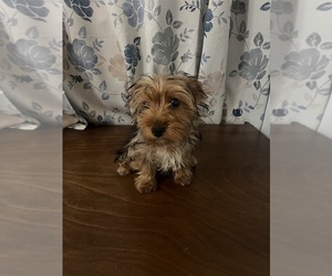Yorkshire Terrier Puppy for sale in DURHAM, CT, USA