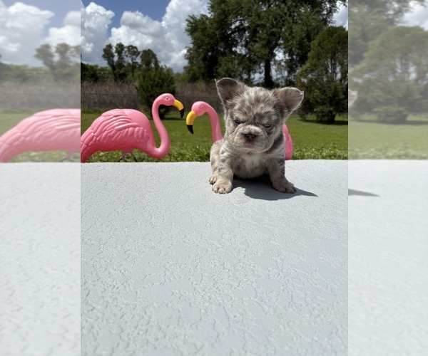Medium Photo #1 French Bulldog Puppy For Sale in MASCOTTE, FL, USA