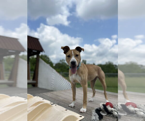Medium Photo #12 Labrador Retriever-Unknown Mix Puppy For Sale in Tarrytown, GA, USA
